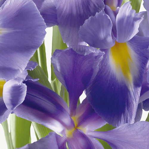 ディオールを象徴する8つの原材料